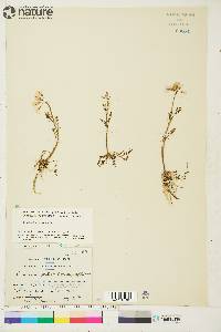 Cardamine pratensis image