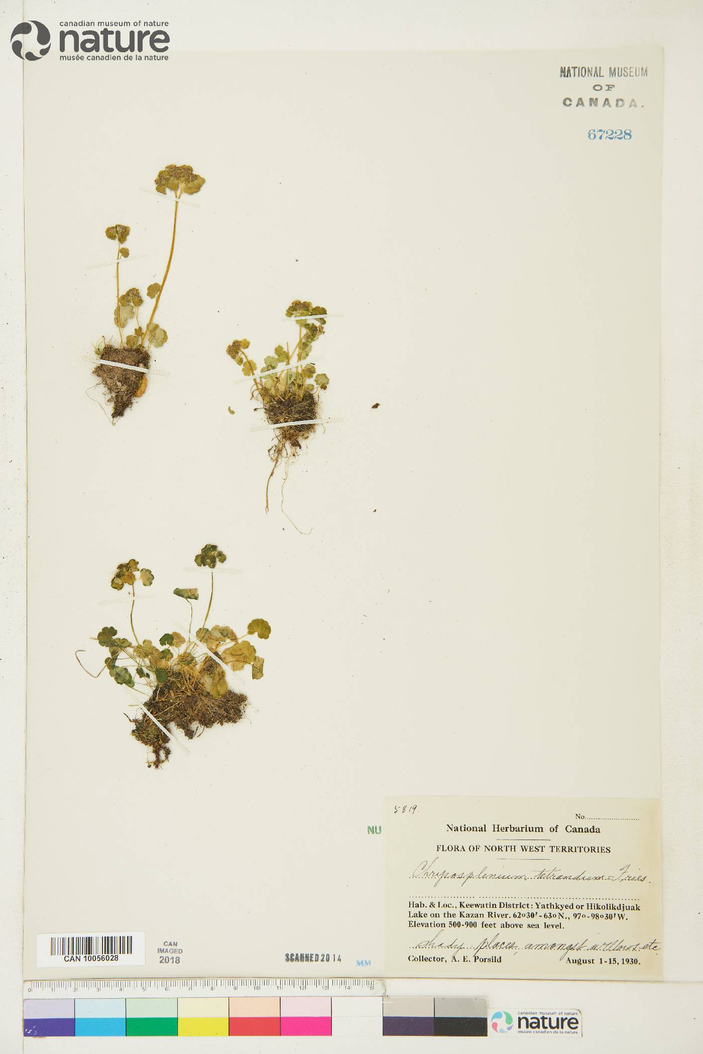 Chrysosplenium tetrandrum image