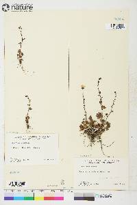 Saxifraga cernua image