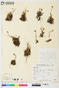 Saxifraga hirculus image