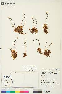 Saxifraga cespitosa image