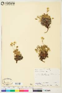 Potentilla biflora image