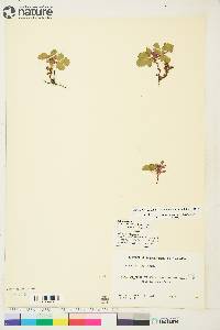 Rubus arcticus subsp. acaulis image