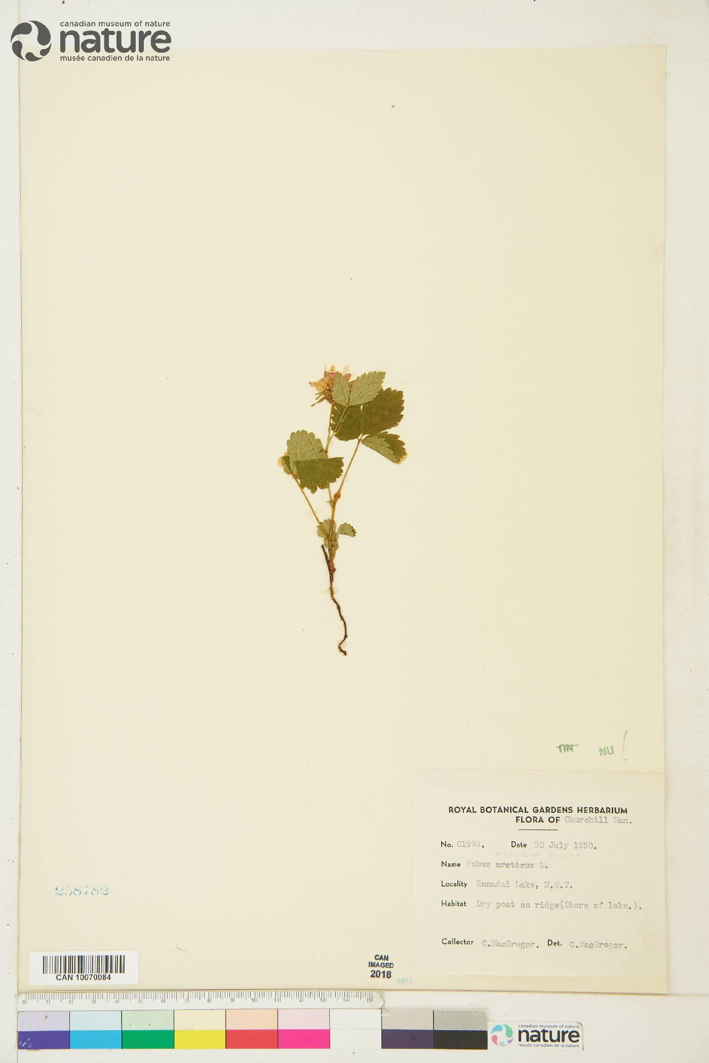 Rubus acaulis image