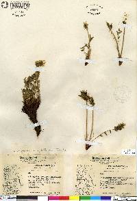 Oxytropis maydelliana image