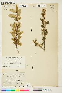 Shepherdia canadensis image