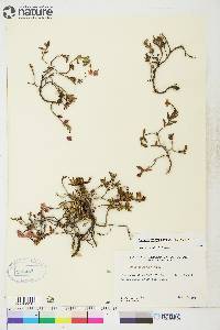 Kalmia microphylla image