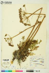 Image of Conioselinum cnidiifolium