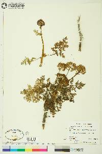 Conioselinum cnidiifolium image