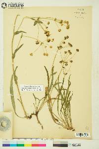 Bupleurum americanum image