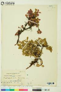 Arctostaphylos rubra image