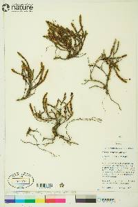 Cassiope tetragona image