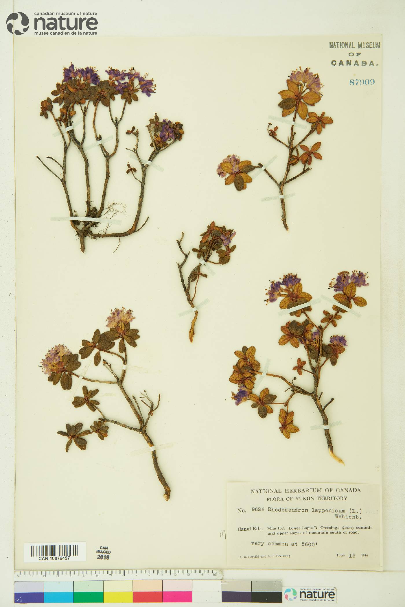 Rhododendron lapponicum image