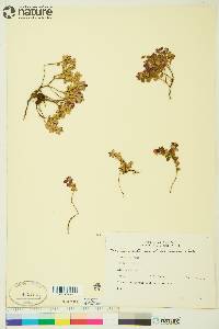 Vaccinium vitis-idaea subsp. minus image