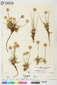 Armeria maritima image