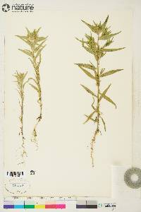 Collomia linearis image