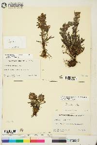 Pedicularis langsdorffii image