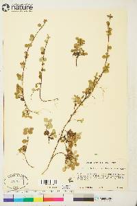 Linnaea borealis subsp. americana image