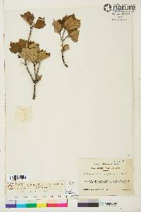 Viburnum pauciflorum image
