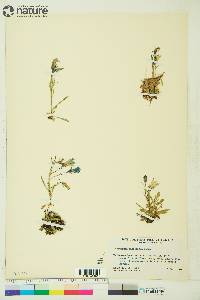 Campanula lasiocarpa image