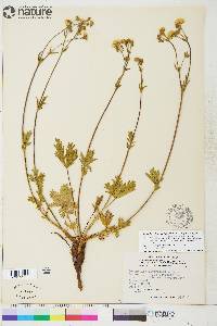 Potentilla diversifolia image