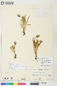 Taraxacum ceratophorum image