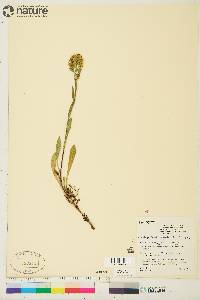 Solidago multiradiata image