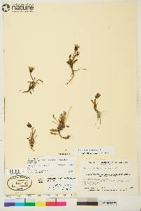 Taraxacum phymatocarpum image