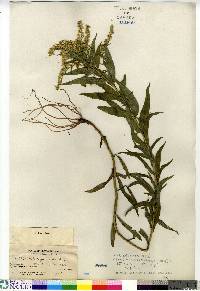 Solidago lepida var. salebrosa image