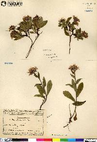 Aster sibiricus image