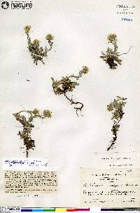 Antennaria alpina image