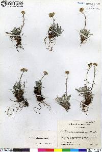 Antennaria friesiana image