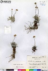 Antennaria friesiana image