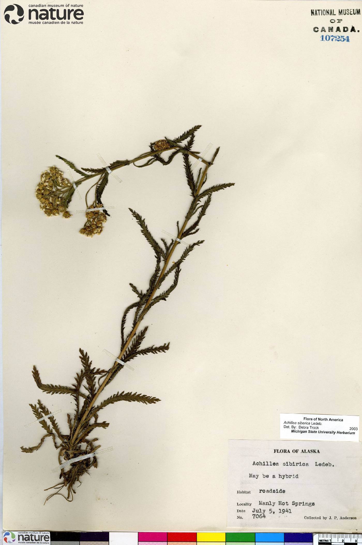 Achillea alpina image