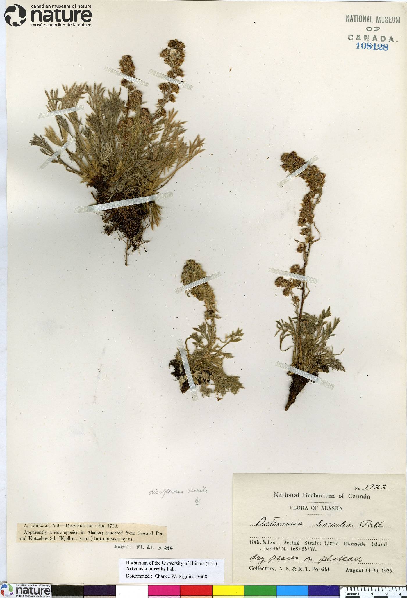 Artemisia borealis image