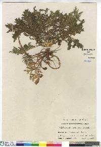 Artemisia biennis image