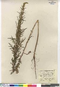 Artemisia biennis image