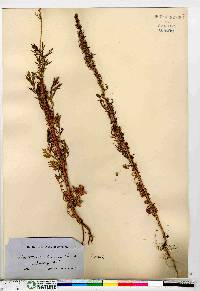 Artemisia biennis image