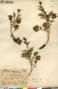 Artemisia arctica subsp. beringensis image