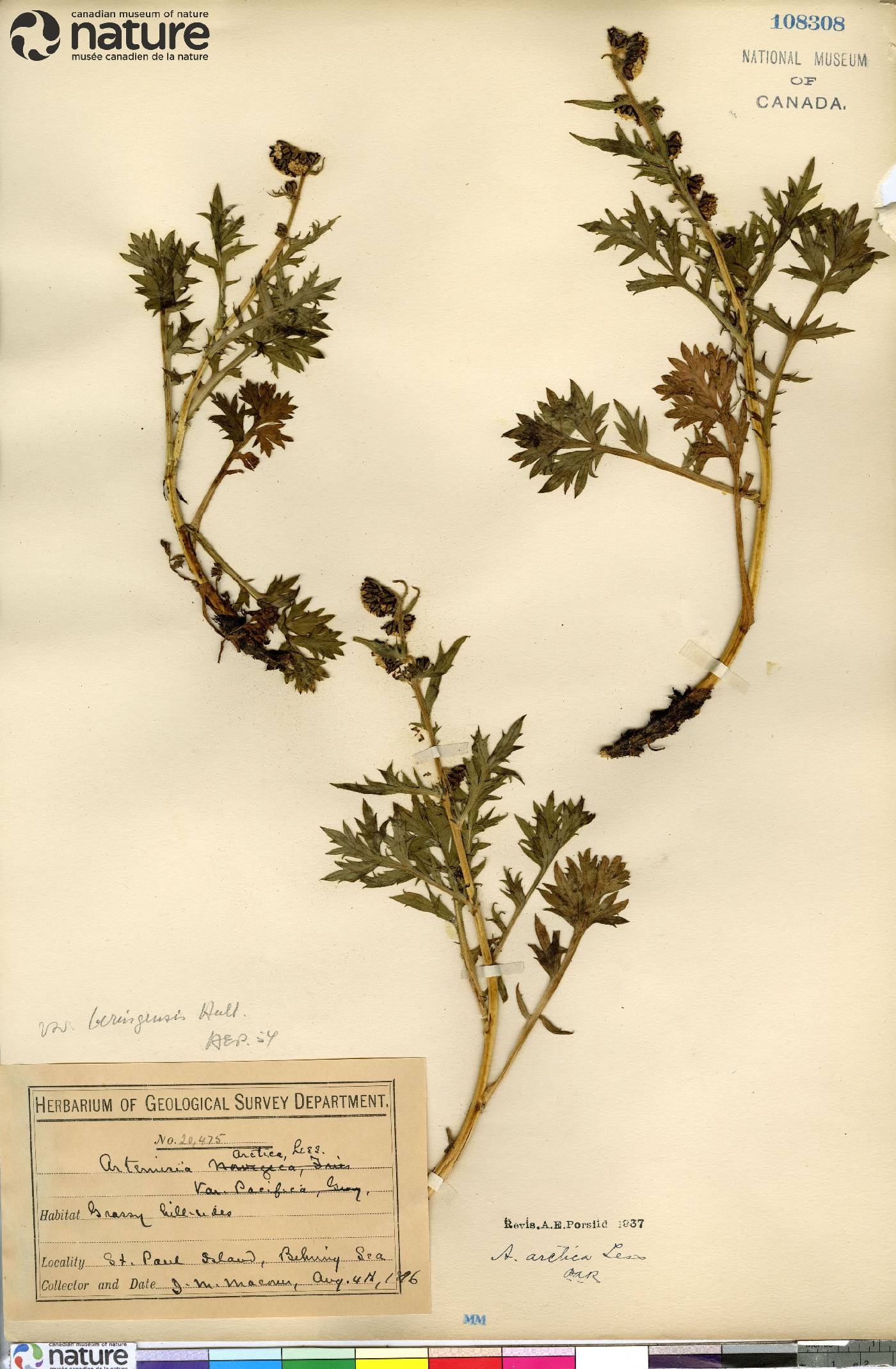 Artemisia arctica subsp. beringensis image