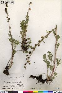 Artemisia arctica image