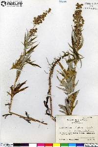 Artemisia tilesii var. elatior image