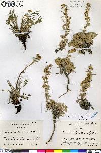 Artemisia alaskana image