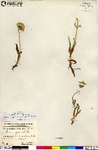 Arnica alpina var. angustifolia image
