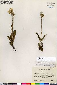 Arnica frigida image