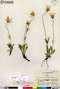 Arnica frigida image