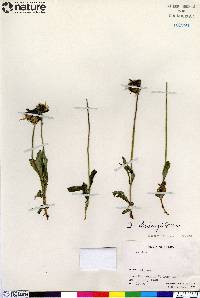 Arnica lessingii image