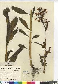 Erechtites hieraciifolius var. hieraciifolius image