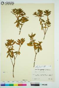 Rhododendron groenlandicum image