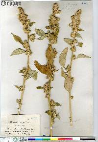 Amaranthus retroflexus image